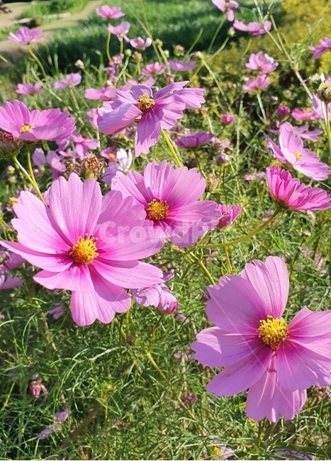 plant,식물,flower,blossom,꽃,petal,꽃잎,핑크,pink,cosmos,mexicanaster,식물,자연,plants,nature,꽃,flower