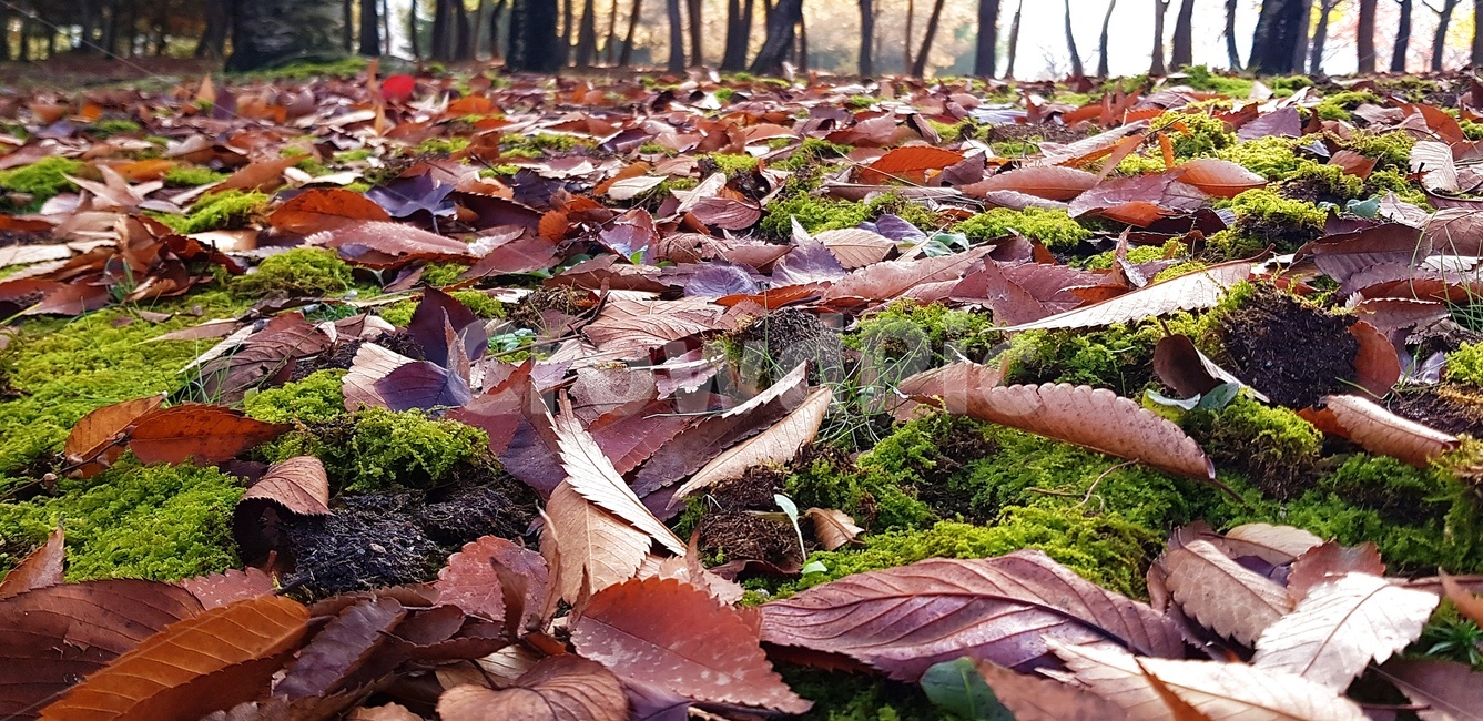 이끼,식물,낙엽,잎,풀,가을,가을,계절,fall,autumn,season,식물,자연,plants,nature