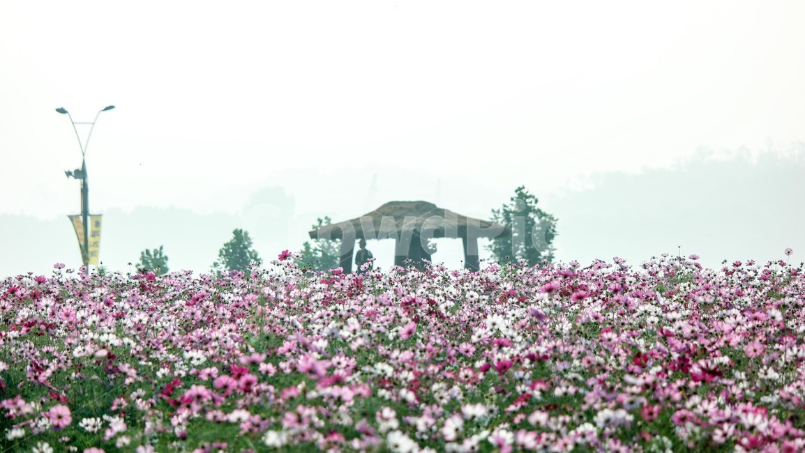 코스모스,구리코스모스,코스모스축제,원두막,정원,꽃,가을,계절,fall,autumn,season,식물,자연,plants,nature,꽃,flower