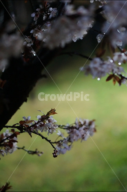 매화,야경,빛,비,우중,보케,봄,풍경,봄,계절,spring,season,야경,밤,풍경,nightscape,night,landscape,식물,자연,plants,nature,꽃,flower,plant,blossom