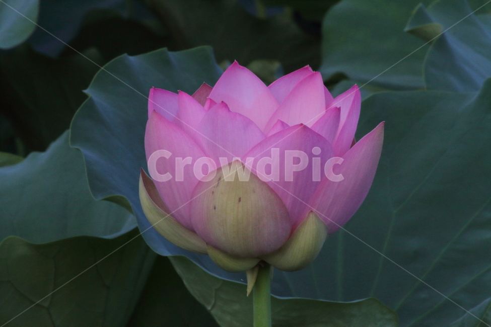 연,연꽃,꽃,식물,lotus,식물,자연,plants,nature,꽃,flower