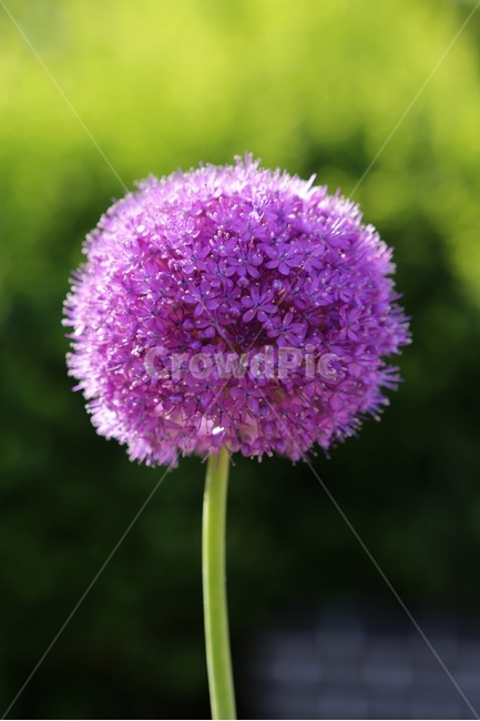 알리움,꽃,기간티움,퍼플블루,화초,식물,자연,plants,nature,꽃,flower