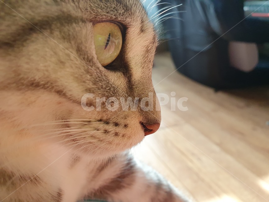 cat,집냥이,코숏,코리안숏헤어,반려동물,수염,고등어태비