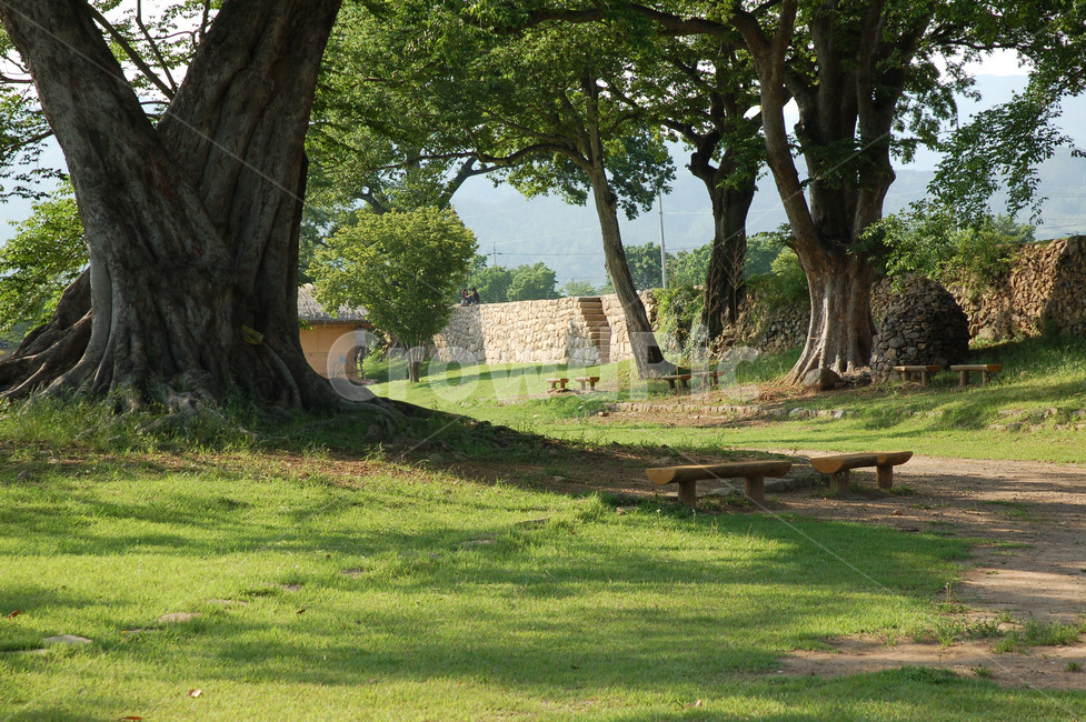 잔디,고목,노거수,낙안읍성,오솔길,전통,정원,자연,풍경,nature,landscape,tree,나무,tree trunk,나무 줄기,plant,식물,grass