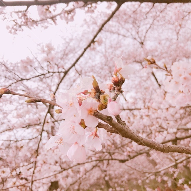 plant,식물,blossom,꽃,flower,cherryblossom,벚꽃,봄,spring,분홍,pink
