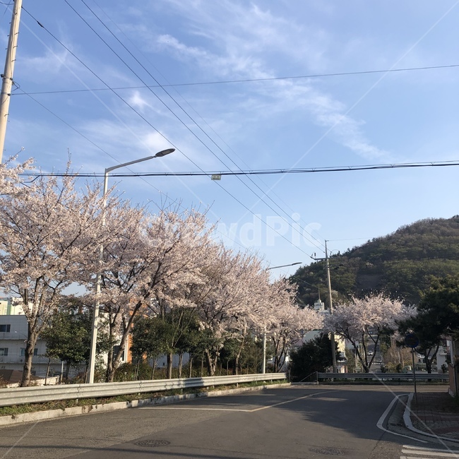 벚꽃,벚꽃거리,도로,봄,벚꽃나무,봄,계절,spring,season,plant,식물