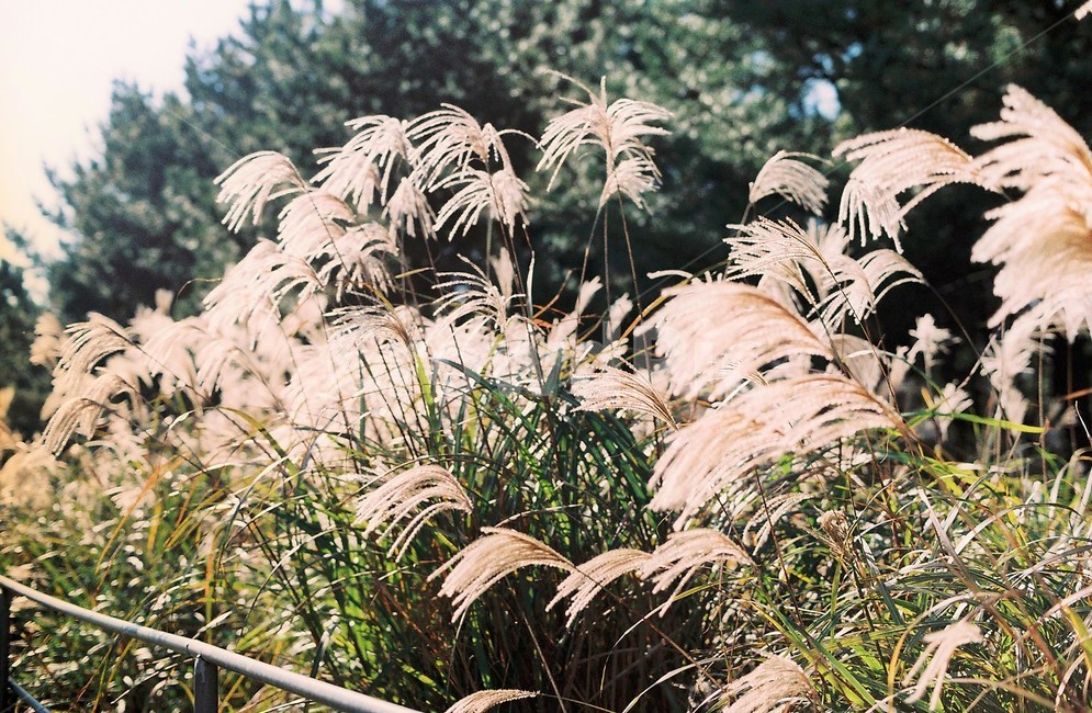 제주도,억새,silvergrass,가을,감성,오후,햇살,따듯함,필름,가을,계절,fall,autumn,season,감성,sensible,feeling,grass,잔디,plant,식물,lawn,reed,갈대