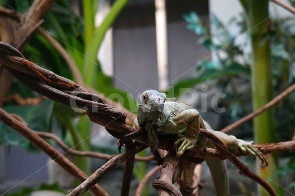 iguana,plant,tree,animal,reptile,branch