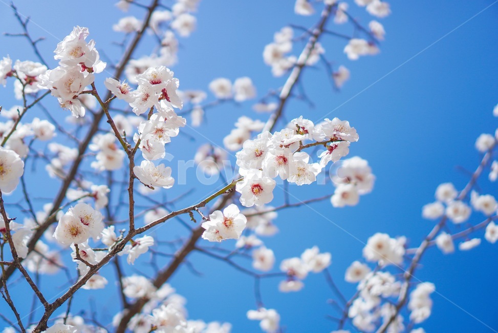 봄,벚꽃,하늘,봄꽃,plant,식물,blossom,꽃,flower,파란하늘,봄날