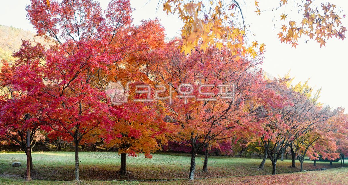 autumn foliage road,Maple leaf,beautiful,path,tree trunk,fallen leaves,Maple tree,road,Brightly colored,treetrunk,season,park,Maple,garden tree,green,tree,leaf,autumn road,sunlight,panorama,light,maple,road name,garden,autumn