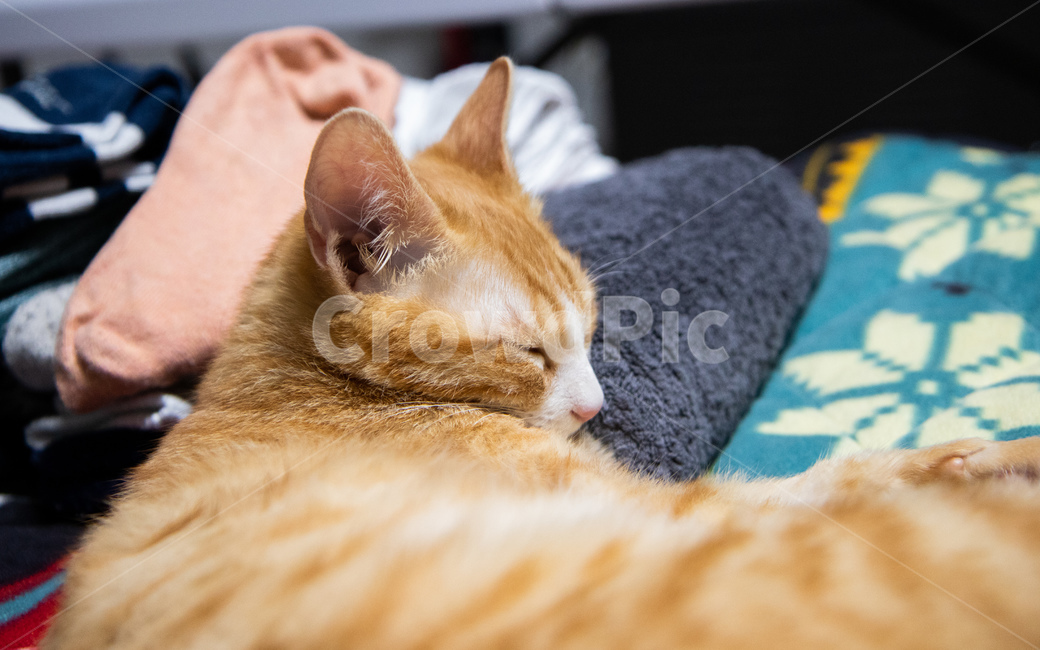 고양이,치즈태비,코숏,코리안숏헤어,숙면