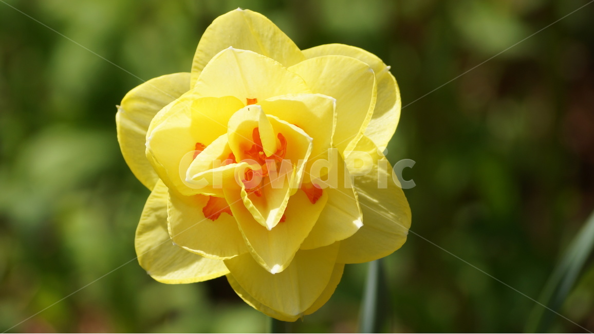 꽃,봄꽃,자연,풍경,야생화,봄,계절,spring,season,식물,자연,plants,nature,꽃,flower,blossom,rose,장미,plant