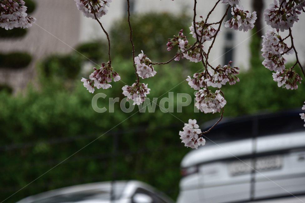 자동차,plant,식물,꽃,flower,벛꽃
