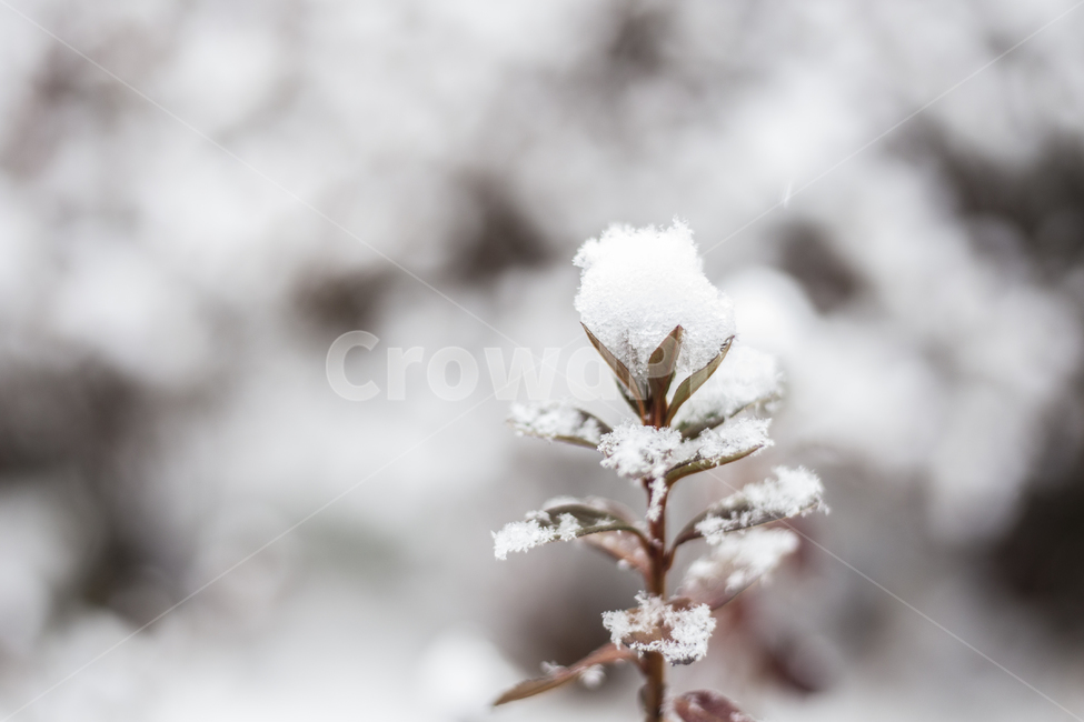 눈꽃,눈의꽃,겨울풍경,윈터,winter,snow,눈,겨울,스노우,white,화이트,겨울,계절,winter,season,식물,자연,plants,nature