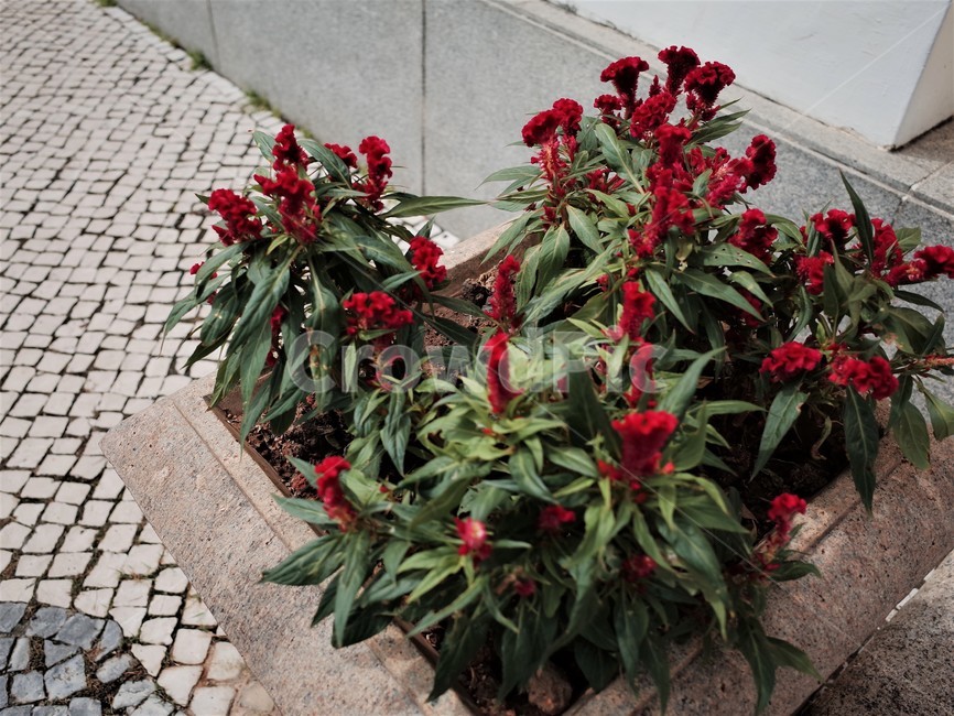 자연,꽃,plant,빨간꽃,식물,식물,자연,plants,nature