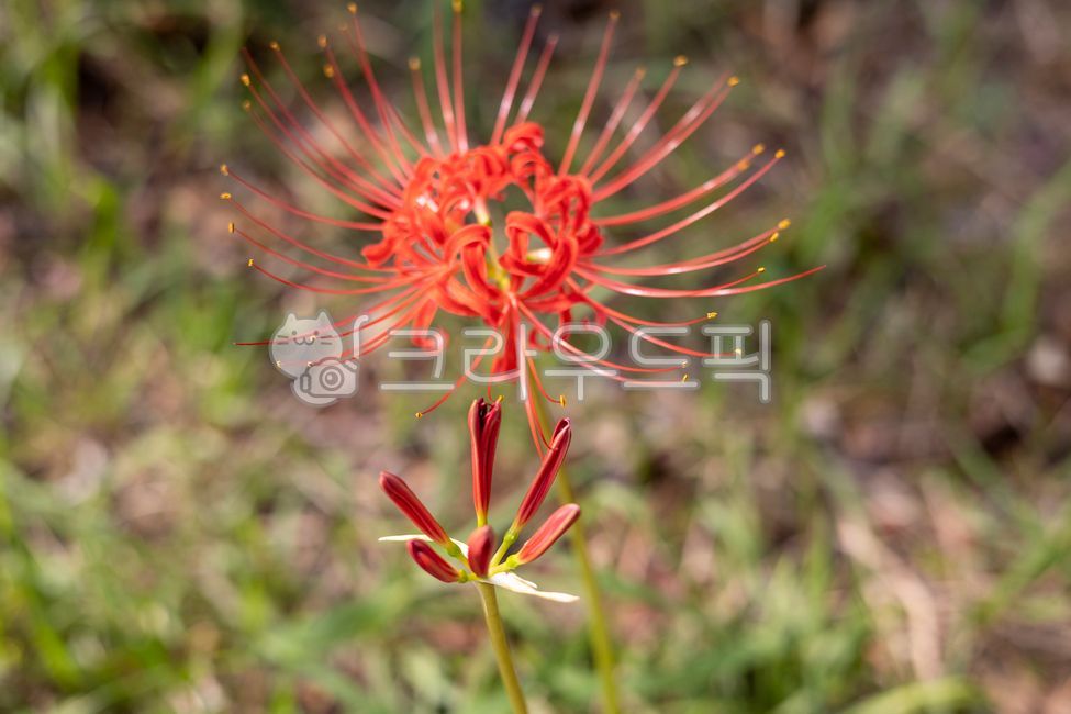 상사화,꽃,빨간꽃,꽃잎,줄기,정원,숲,자연,가든,식물,나뭇잎,화단,숲속,꽃봉오리,잔디,풀,초록색,빨간색,봄,여름,만발,꽃밭