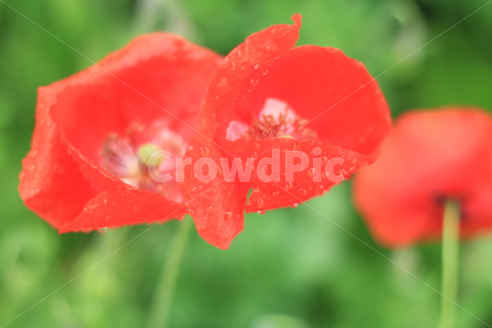 여름,향기,비,양귀비,위로,식물,자연,plants,nature,꽃,flower