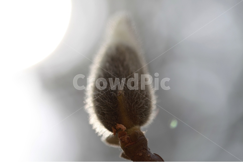 목련,몽오리,매크로,확대,봄꽃,봄,계절,spring,season,식물,자연,plants,nature,꽃,flower,sprout,새싹,bud,싹,blossom,plant