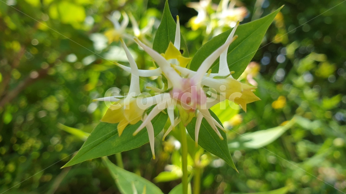 닻꽃,용늪,대암산,꽃,식물,flower,식물,자연,plants,nature,꽃,flower