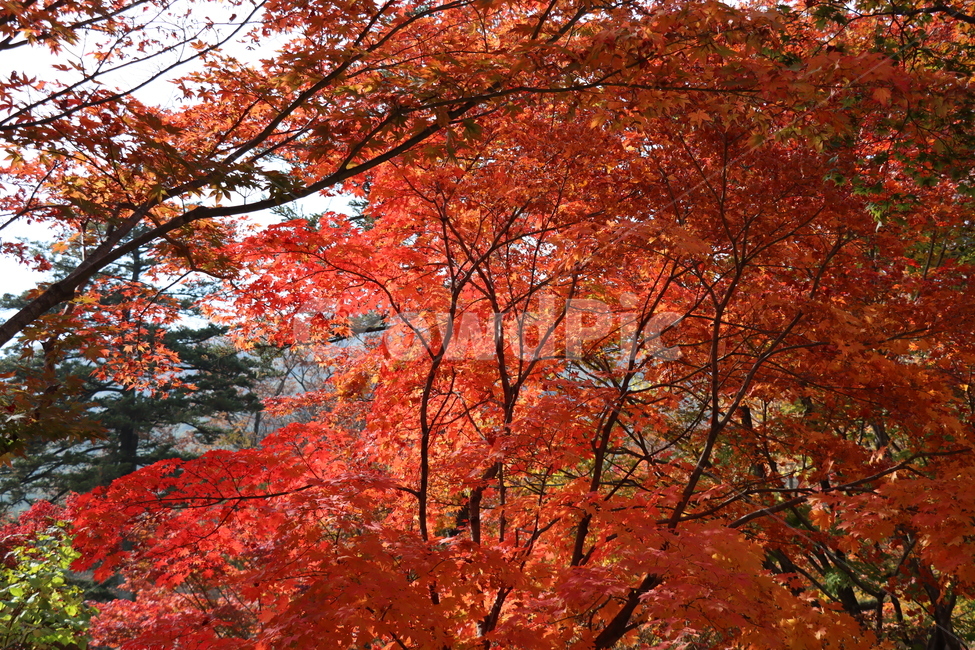 가을,단풍,나무,식물,autumn,fall,tree,plant,leaf,maple,가을,계절,fall,autumn,season