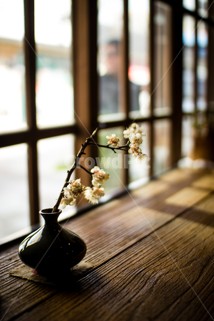 보성여관,카페,보성,화분,매화,꽃병,실내용화초,화분,화초,house plant,감성,sensible,feeling