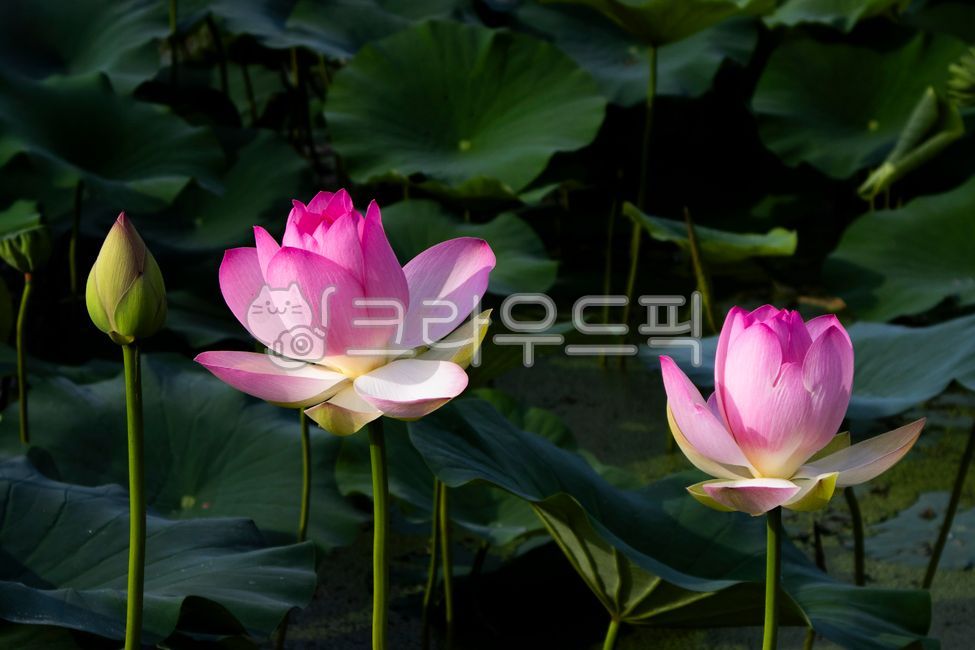 연꽃,꽃잎,여름꽃,연못,습지,초록잎,한국여름,식물,수생식물,관곡지,연잎,진흙,lotus,petals,summerflowers,pond,wetlands,greenleaves,koreansummer,flowerimages,plants,aquaticplants,gwangokji,lotusleaves,mud