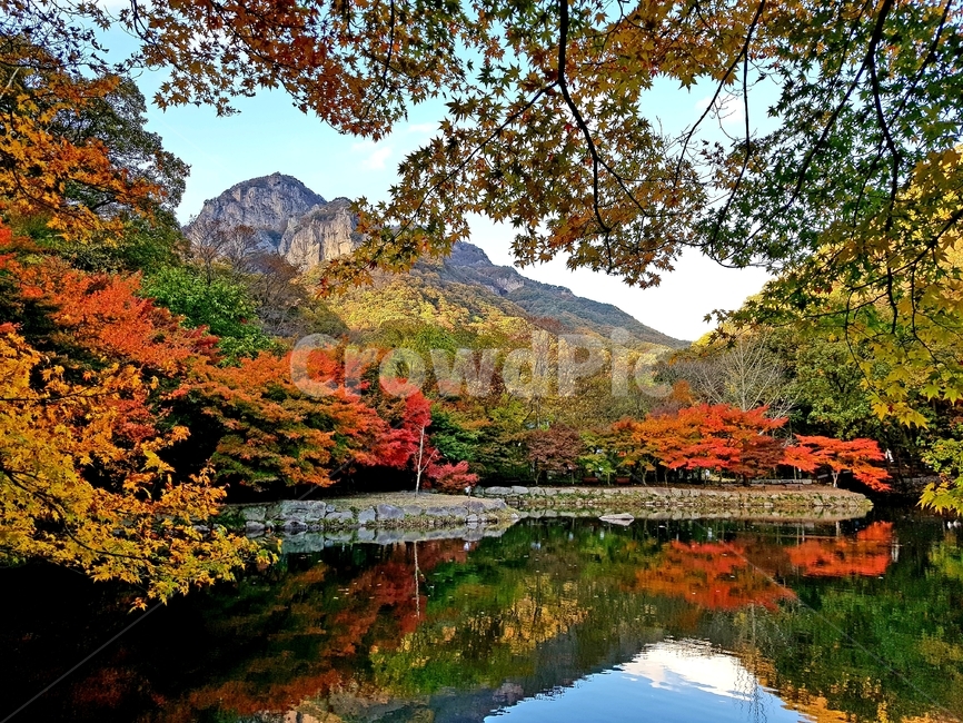 가을,백양사,단풍,자연,애기단풍,감성