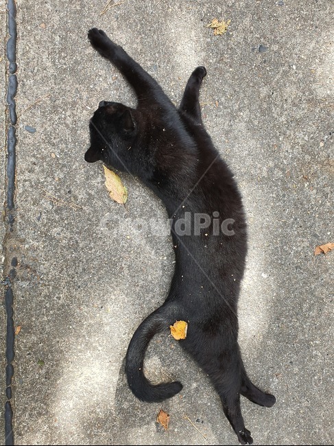 길냥이,고양이,길고양이,검은고양이,스트레칭,동물,animal,포유류,mammal,고양이,cat,kitten,kitty