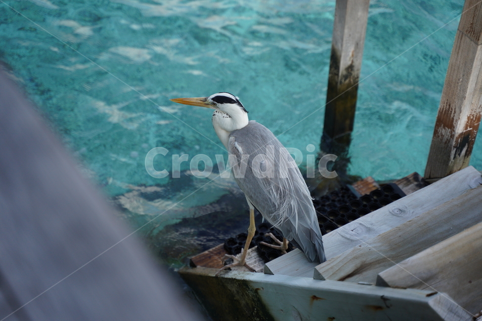 동물,bird,새,물새,animal,자연,여름,summer,동물,animal,조류,새,birds