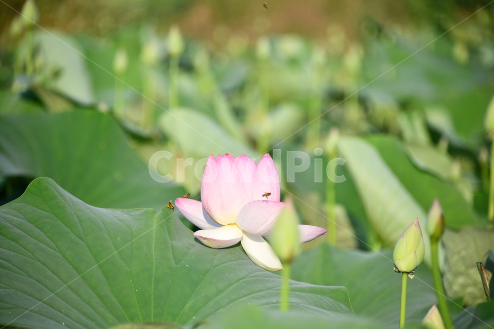 꽃,접사,연꽃밭,식물,자연,plants,nature,flower,분홍색,핑크색,연잎,연꽃