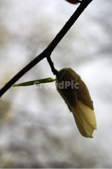 목련,식물,plant,자연,nature,꽃,flower,봄,spring,계절,식물,자연,plants,nature,꽃,flower