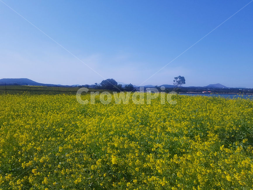 옥외,목초지,nature,자연,들,grassland,field,들판,푸른하늘,푸른,하늘,꽃,봄,계절,spring,season,자연,풍경,nature,landscape,outdoors