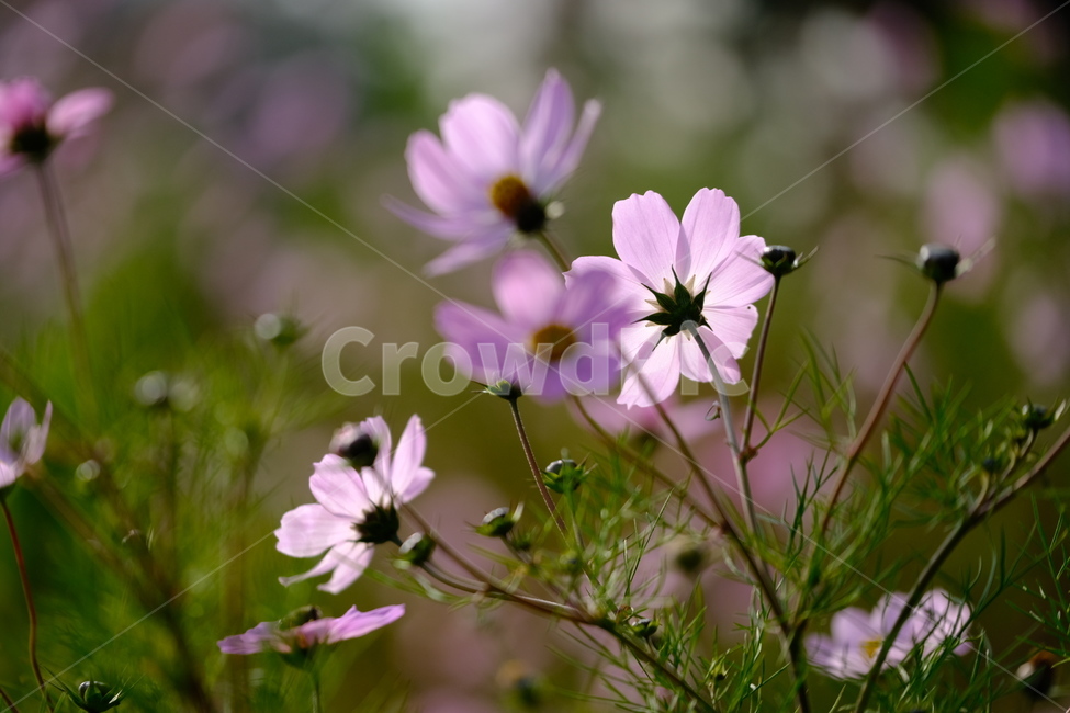 코스모스,가을꽃,분홍꽃,분홍색,꽃잎,가을,계절,fall,autumn,season,식물,자연,plants,nature,꽃,flower,plant,geranium,제라늄,blossom