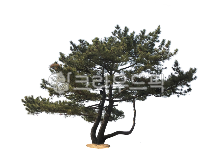 treetrunks,yard,branch,street tree,tree trunk,leaves,separation,wood,avenue,treebranches,nukki,tree,png,twigs,isolation,branches,transparent background,background,outside,plant,greenbelt,stems,forest,tree branch,botany,isolated,Pine tree,plants,twig,green