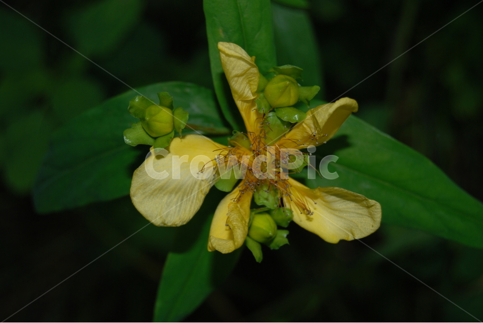 팔봉산,들꽃,자연,봄,휴양림,식물,자연,plants,nature,꽃,flower
