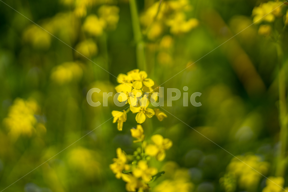 유채,봄,봄꽃,꽃,노랑,근접,자연,봄,계절,spring,season,식물,자연,plants,nature,꽃,flower