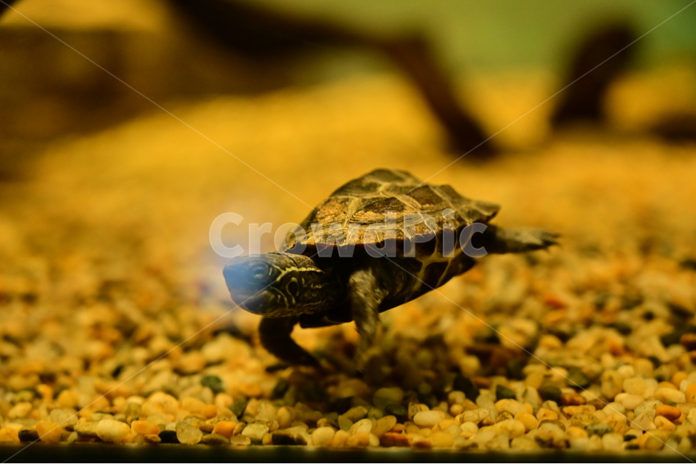 남생이,거북,동물,자연,turtle