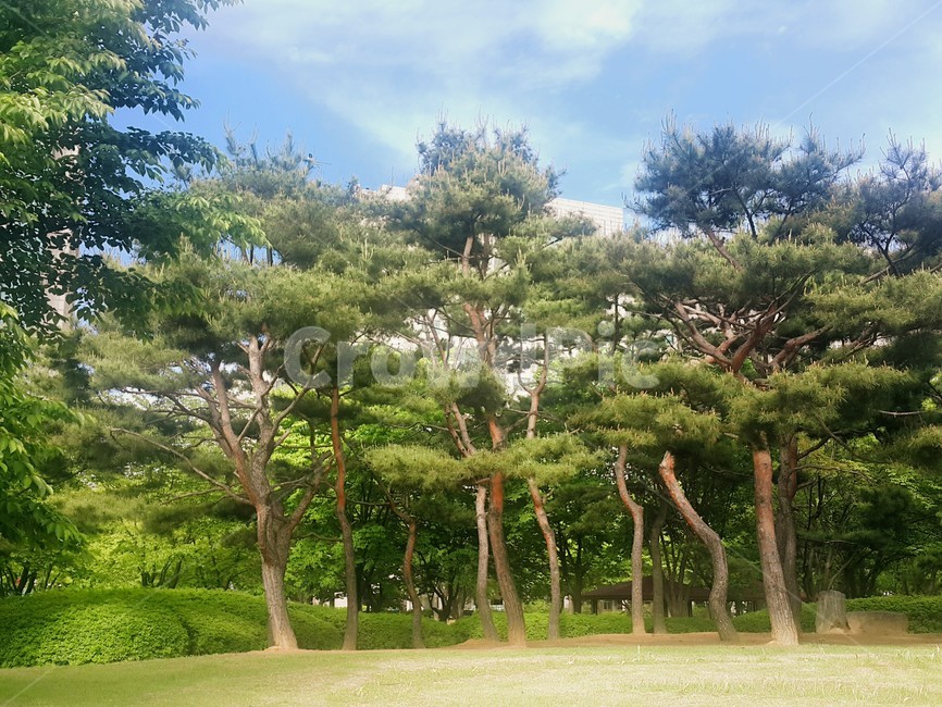 봄,나무,공원,배경,소나무