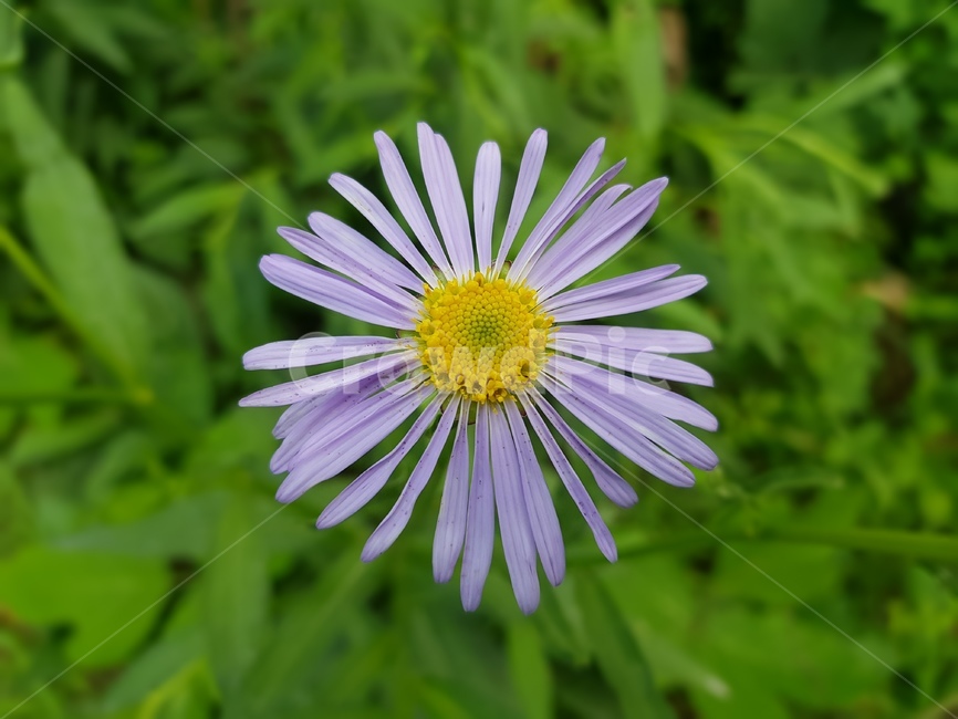식물,꽃,만개,파란꽃,자연,산,flower,plant,잎,nature,실외,낮,환경,꽃잎