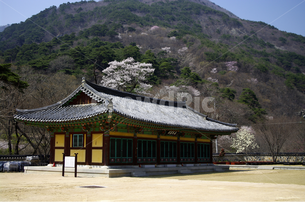 한국,밀양,표충사,사찰,절,전통,봄,계절,spring,season,한국전통,한국문화,korean traditional,korean culture,종교,신앙,religion,belief,faith,worship,예배,building,건물,shrine,신사,pagoda,탑,architecture,건축물,temple,신전