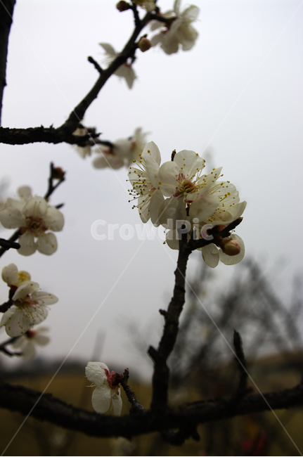 봄,spring,계절,식물,plant,자연,nature,꽃,flower,매화,식물,자연,plants,nature,꽃,flower
