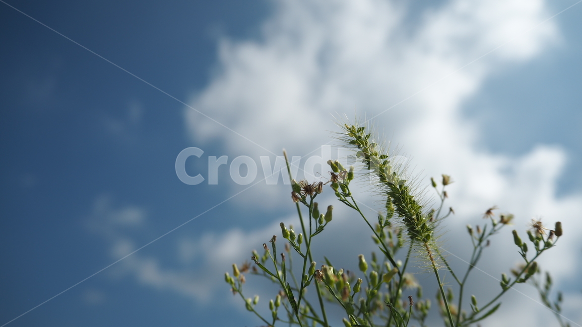 자연,날씨,옥외,구름,하늘,nature,weather,outdoors,cloud,sky,식물,plant,자연,풍경,nature,landscape