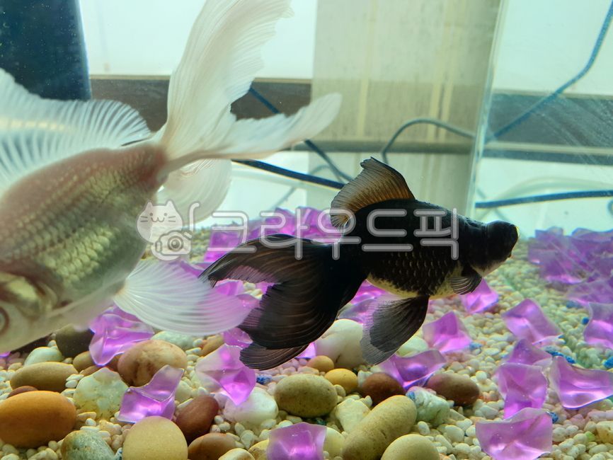 carp family,freshwater fish,ornamental,water,aquarium,vertebrates,Pebble,stone,rock,goldfish,Snap eye goldfish,fishbowl,carp,crucian carp,Pisces,fish,animal,Chadol