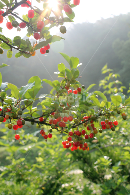 branch,bush,cherry,closeup,열매,과일,식물,나무,정원,그린,녹색,잎,나뭇잎,잎사귀,자연,elaeagnus,elaeagnusumbellata,fresh,fruit,fruits,garden,green,leaf,natural,nature,oleaster,oliveberries,plant,ripe,가지,나뭇가지,보리수,보리수나무,잘익은,익은,shrub,tree,umbellata,레드,빨강,빨강색,red,식물,자연,plants,nature,과일,열매,fruit
