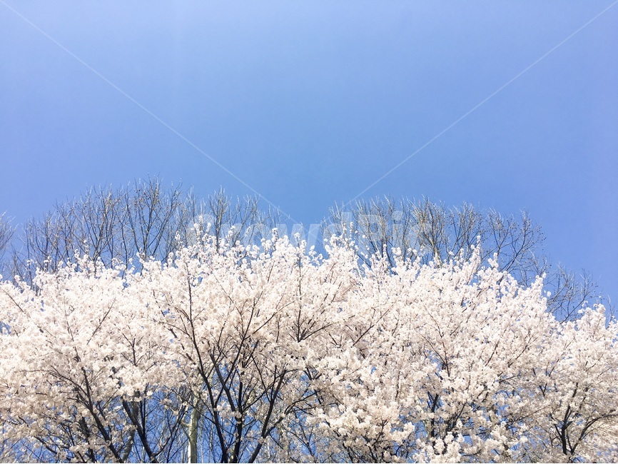 벚꽃,꽃,봄,벚꽃축제,하늘,하늘사진,파란하늘,파란이미지,파란색,분홍색,분홍,벚꽃사진,꽃나무,벚나무,봄이미지,봄사진,봄,계절,spring,season,식물,자연,plants,nature,꽃,flower,ice,빙,outdoors,옥외,plant