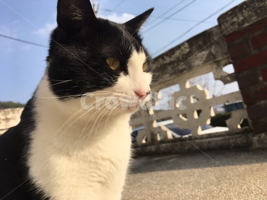 고양이,동물,길고양이,반려동물,집사