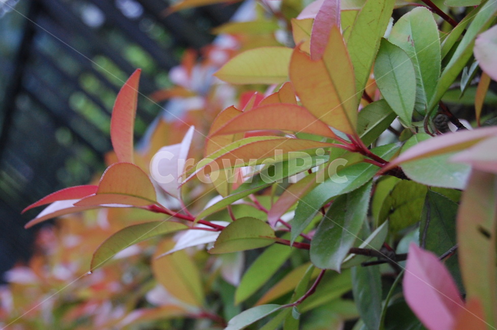 plant,식물,leaf,잎,자연