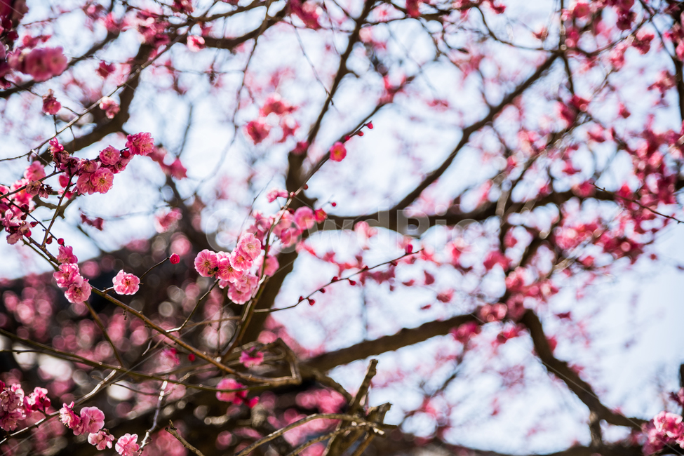 꽃,flower,감성사진,매화,통도사,봄,계절,spring,season,식물,자연,plants,nature,꽃,flower,plant,blossom
