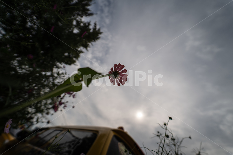 flower,botanical,plant,꽃,식물,식물,자연,plants,nature,꽃,flower