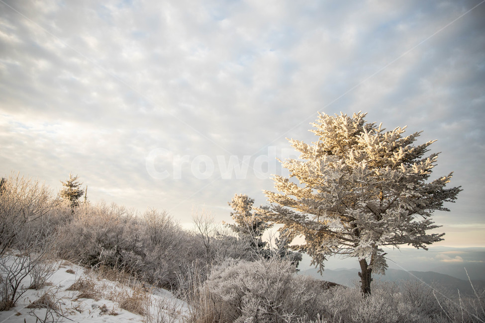 겨울,설경,겨울나무,눈쌓인,상고대,겨울,계절,winter,season,자연,풍경,nature,landscape,outdoors,옥외